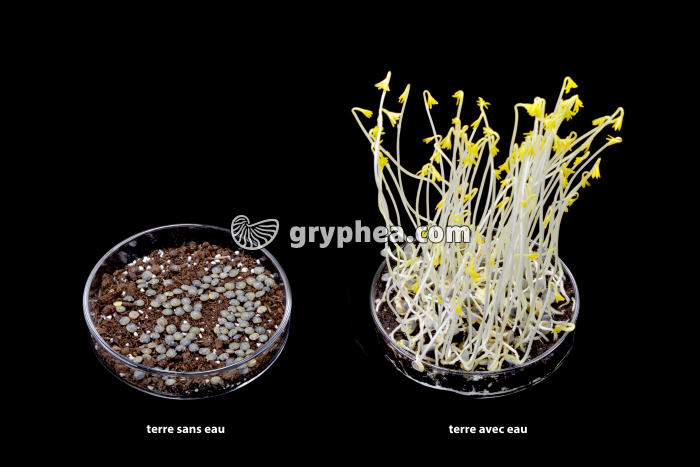 Germination des graines avec et sans eau - gryphea.org